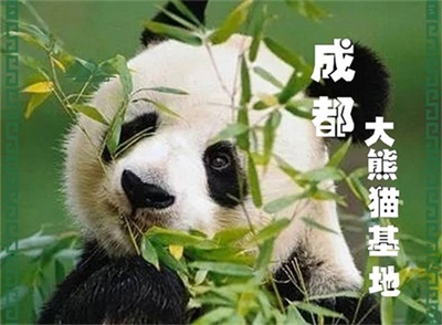 成都大熊貓基地純玩半日游，晚出發，只玩熊貓基地，三環內免費接人、成都出發
