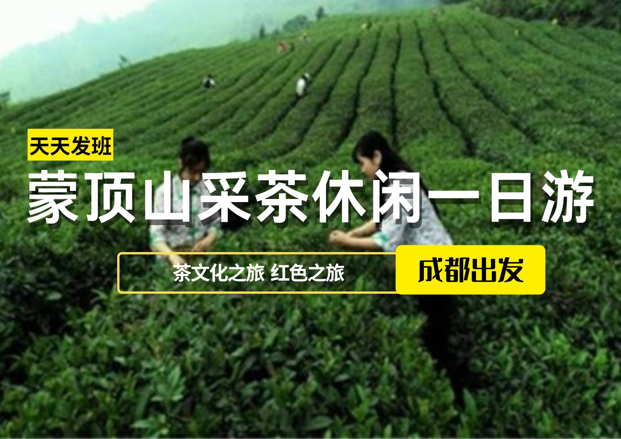 蒙頂山采茶休閑一日游，成都出發(fā)